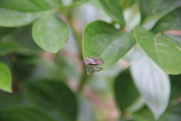 芍薬の葉先にとまるクサギカメムシ(山形県)