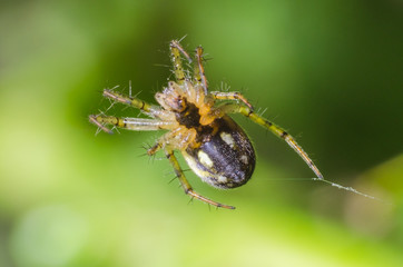Spider hanging on a cobweb on a green background