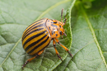 Colorado beetle crawls over potato leaves