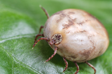 Filled with blood the tick sits on a green leaf