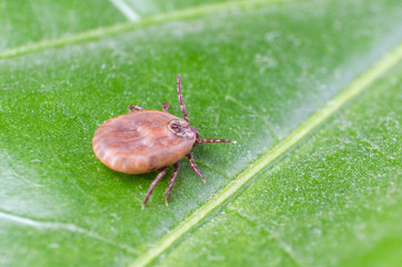 The tick is sitting on a green leaf