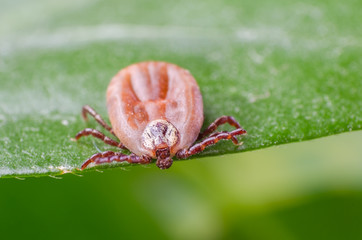 The tick is sitting on a green leaf