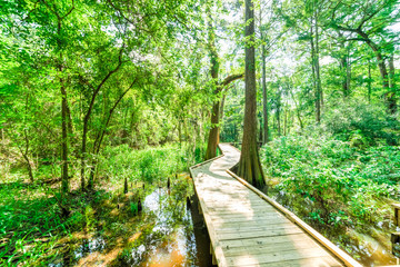 Beautiful view of nature trail boardwalk with bald cypress trees growing at Jesse H. Jones Park & Nature Center in Humble, Texas, US. Outdoor recreational activities, travel concept. Forest background