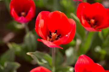 Beautiful red tulips in nature