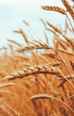 backdrop of ripening ears of yellow wheat field on the sunset cloudy orange sky background. Copy space of the setting sun rays on horizon in rural meadow Close up nature photo Idea of a rich harvest
