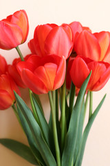 Nice close-up portrait of red tulips