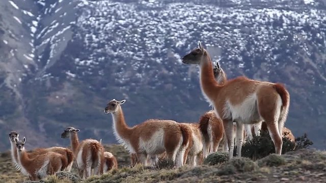 Llamas