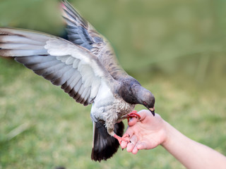 A dark gray seagull is playing on a hand