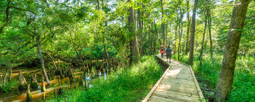 Motion blurred people jogging on nature trail boardwalk with bald cypress trees growing at Jesse Park & Nature Center in Texas, US. Outdoor recreational activities, human and nature contact. Panorama
