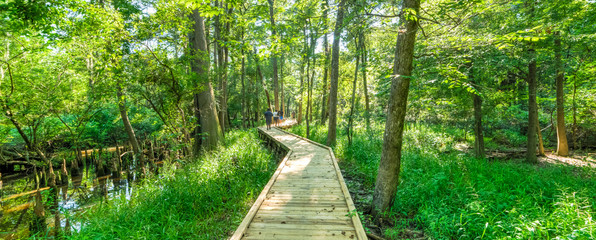 Motion blurred people jogging on nature trail boardwalk with bald cypress trees growing at Jesse...