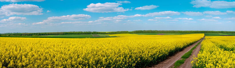 Fototapeta premium Dirt Road through Fields of Oilseed Rape in Bloom