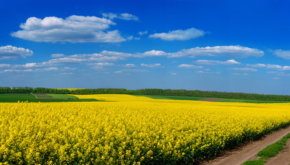 Obraz premium Fields of Oilseed Rape in Bloom