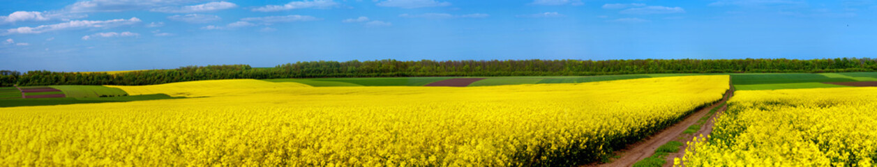 Dirt Road in Fields of Rape in Bloom