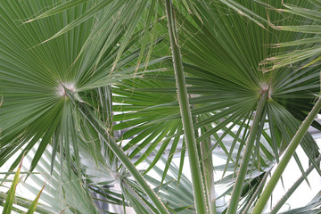 Obraz na płótnie Canvas Greenhouse palms