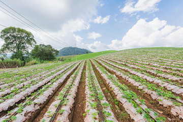 Fototapeta na wymiar Strawberry farming at the hill, Located Chaing mai Province, Thailand