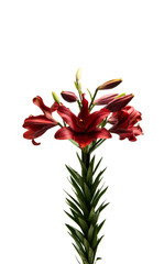 Red lily