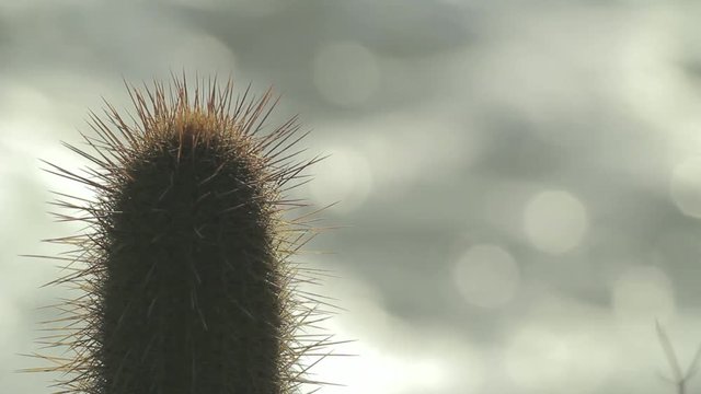 Cactus and waves