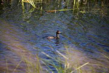 Eared Grebe Saskatchewan