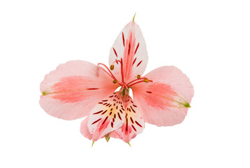 Alstroemeria isolated