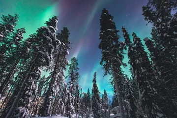 Poster Beautiful picture of massive multicoloured green vibrant Aurora Borealis, Aurora Polaris, also know as Northern Lights in the night sky over winter Lapland, Norway, Scandinavia   © tsuguliev