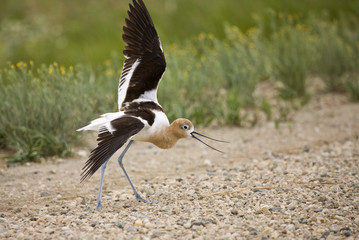 Avocet Warning on Road