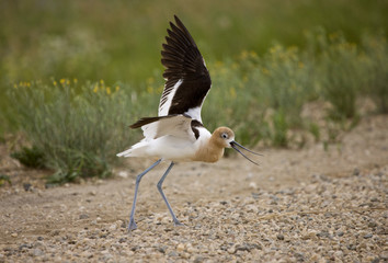 Avocet Warning on Road