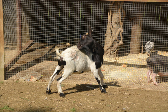 animales de granja