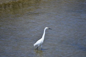 egrets