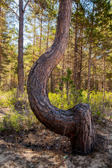 Tree bends in nature