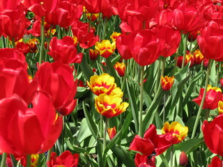 Tulipes rouges et jaunes