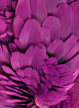 Macro photograph of the purple feathers of a macaw. 