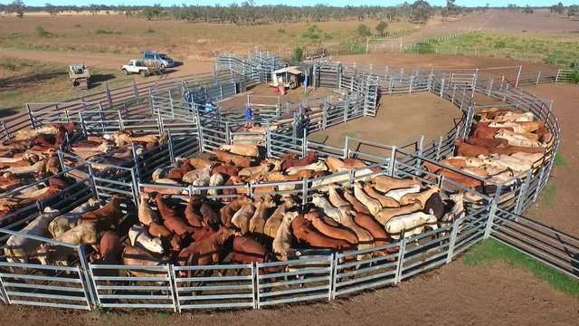  Outback Cattle Mustering featuring herd of cows, bulls and Heffer (heffa), complete with sheep dogs and cowboy farmers in cattle yards.