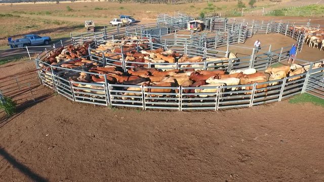  Outback Cattle Mustering featuring herd of cows, bulls and Heffer (heffa), complete with sheep dogs and cowboy farmers in cattle yards.