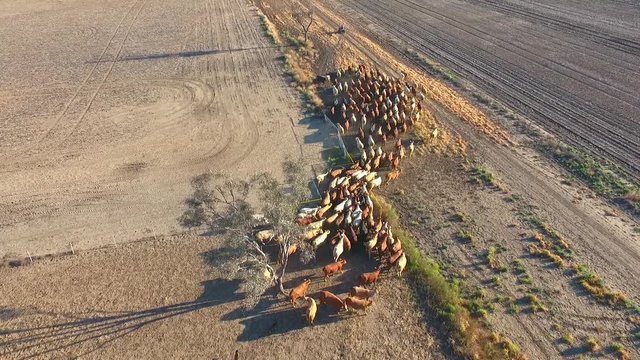 Aerial helicopter or drone view of Outback Cattle Mustering Featuring herd of cows, bulls and Heffer (heffa), complete with sheep dogs and cowboy farmers.