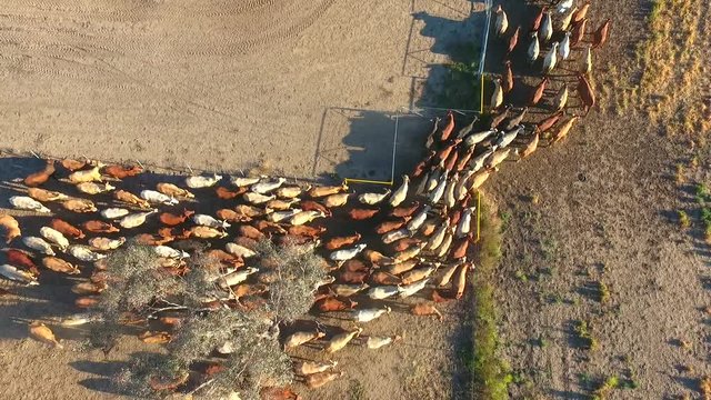 Aerial helicopter or drone view of Outback Cattle Mustering Featuring herd of cows, bulls and Heffer (heffa), complete with sheep dogs and cowboy farmers.