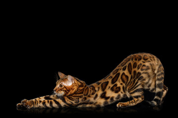 Playful Bengal Cat stretched on isolated Black Background with reflection, Side view