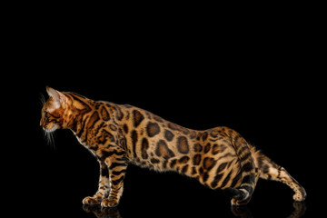 Playful Bengal Cat stretched on isolated Black Background with reflection, Side view