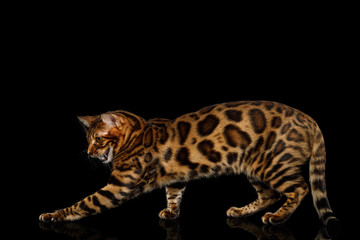 Playful Bengal Cat Standing and catching paw on isolated Black Background with reflection, Side view