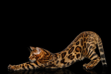 Playful Bengal Cat stretched on isolated Black Background with reflection, Side view