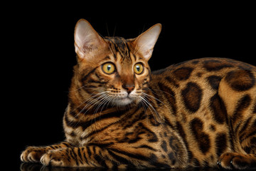 Beautiful Bengal Cat Lying on isolated Black Background with reflection, Side view with rosette
