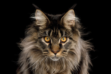 Close-up Portrait of Expression Maine Coon Cat Stare Isolated on Black Background, Front view - obrazy, fototapety, plakaty