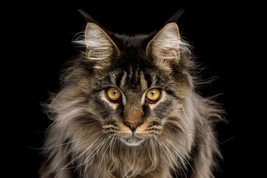 Fototapeta Close-up Portrait of Expression Maine Coon Cat Stare Isolated on Black Background, Front view