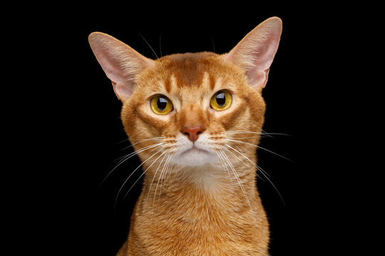 Portrait of Abyssinian Cat with curious face, isolated on black background, front view