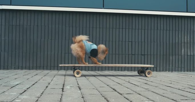 Funny cute Pomeranian Spitz dog puppy riding on a longboard skateboard outdoors. 4K UHD RAW edited footage