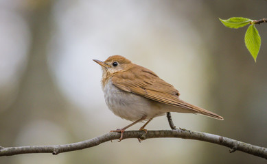 Wood Thrush (Hylocichia Mustelina) perched on a limb