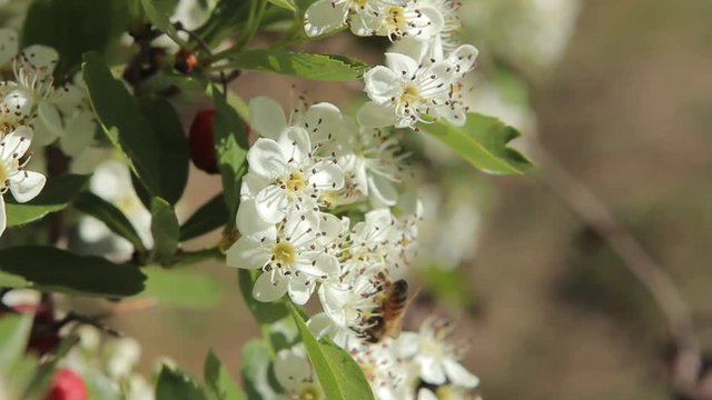Bee collecting nectar