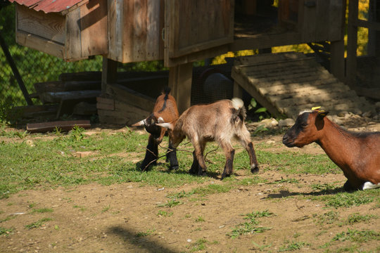 Jailbait Bilder Durchsuchen 171 Archivfotos, und