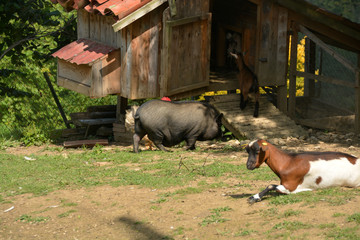 granja de animales