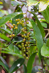Antidesma puncticulatum Miq. , Mamao (thai name) Thai fruit
