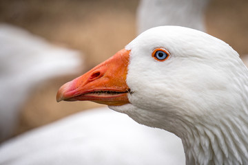 White Goose Blue Eyes